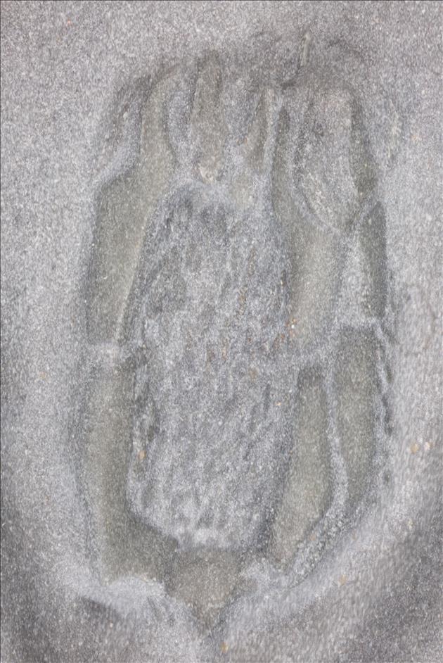 Picture of Ctenocystis utahensis B