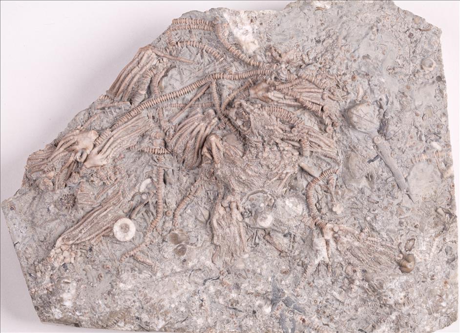 Picture of Dimerocrinites elegans plate