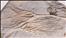 Iocrinus subcrassus pair