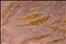 Ascocystites sp. close up A