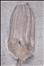 Gazacrinus sp. crown