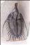 Psychopyge sp.