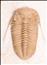 Prochasmops nasutus