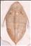 Megistaspidella triangularis