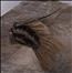 Leonaspis spinicurva dorsolateral view
