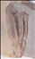 Periglyptocrinus astricus