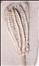 Decadocrinus tumidulus