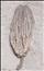 Hylodecrinus briareus