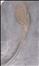 Acanthocrinus linguabachensis