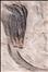 Gaurocrinus fimbriatus