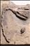 Eutaxocrinus incomptus