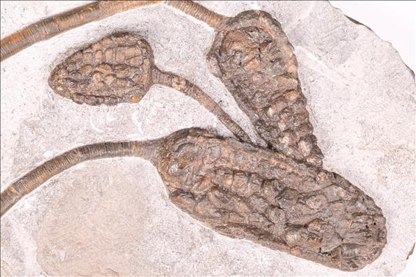 Picture of Cupressocrinites sp. 3 crowns