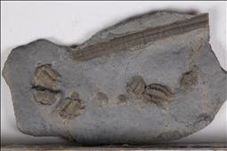 Picture of Multiple Meadowtownella crosotus trilobites