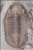 Picture of Hesslerides bufo fully prone specimen