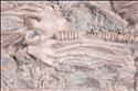 Picture of Dimerocrinites elegans close up A