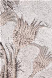 Picture of Glyptocrinus decadactylus close up A
