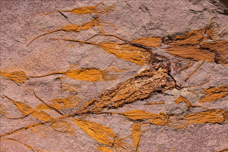 Picture of Ascocystites sp. close up B