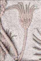 Picture of Glyptocrinus decadactylus close up B