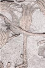 Picture of Glyptocrinus decadactylus close up C