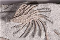 Picture of Glyptocrinus decadactylus close up D