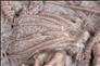 Picture of Dimerocrinites elegans close up D