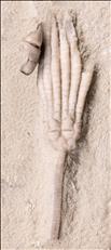 Picture of Scytalocrinus decadactylus