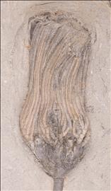 Picture of Paradichocrinus polydactylus first specimen crown