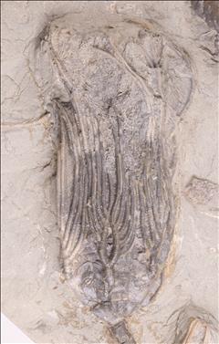 Picture of Paradimenchocrinus polydactylus second specimen