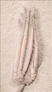 Picture of Parascytalocrinus validus crown