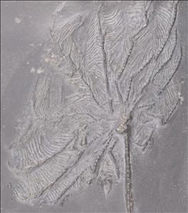 Picture of Imitatocrinus gracilior crown