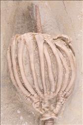 Picture of Eretmocrinus granuliferous crown