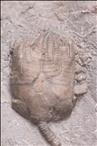 Picture of Lecanocrinus macropetalus crown