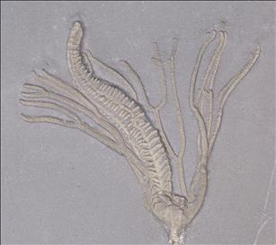 Picture of Lecythocrinus eifelianus crown