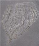 Picture of Rhadinocrinus nanus crown