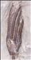 Picture of Dimerocrinites elegans crown