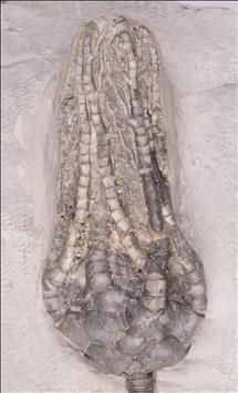 Picture of Pellecrinus hexadactylus crown
