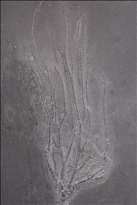 Picture of Follicrinus grabei crown