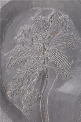 Picture of Hapalocrinus elegans crown