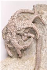 Picture of Gilbertsocrinus tuberosus crown