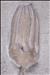 Picture of Gazacrinus sp. crown