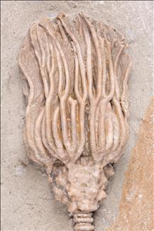 Picture of Thinocrinus gibsoni crown