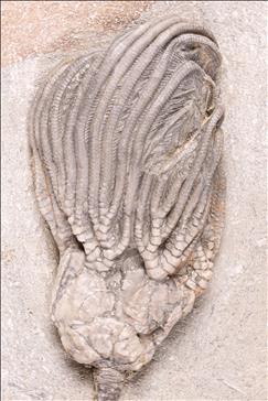Picture of Platycrinites saffordi crown