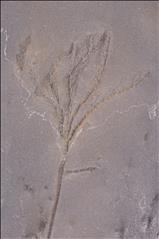 Picture of Thallocrinus sp. crown