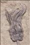 Picture of Cribanocrinus coxanus crown