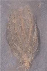 Picture of Acanthocrinnus linguabachensis crown