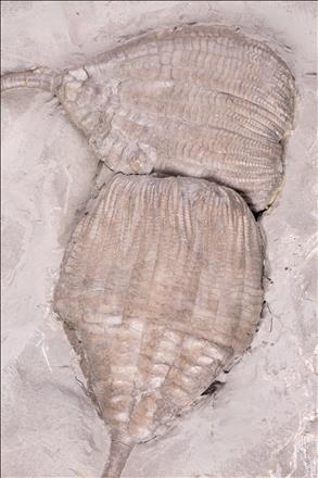 Picture of Ichthyocrinus laevis crowns