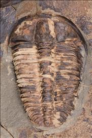 Picture of Ptychoparia striata, first specimen