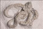 Picture of Onychaster flexilis independent