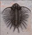 Picture of Acanthopyge sp. from Jorf