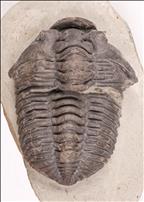Picture of Tapinocalymene nodulosa